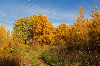 ülke road ve sonbaharda ağaçlar