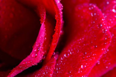 Sudaki gül yaprakları yakın plan düşer.