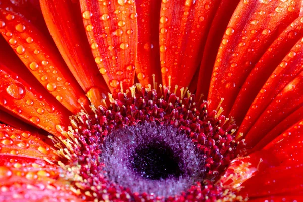 水滴のガーベラの花 — ストック写真