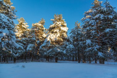 karla kaplı çam ağaçları ile kış manzarası