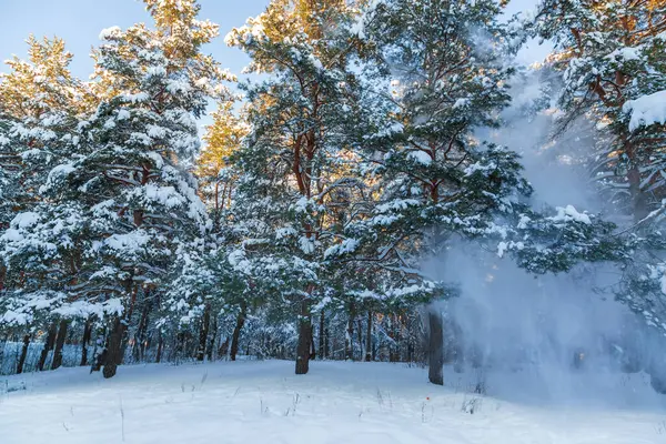 Ağaçların dallarından kar yağıyor.