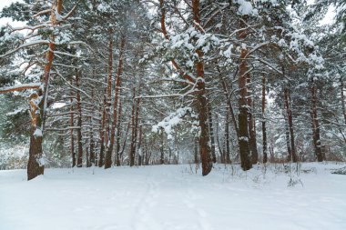 Karda çam ağaçları olan kış manzarası