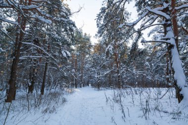 Ağaçların dallarında kar yatıyor.