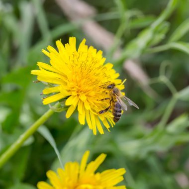 Sarı bir karahindibanın üzerinde bir arı oturuyor.