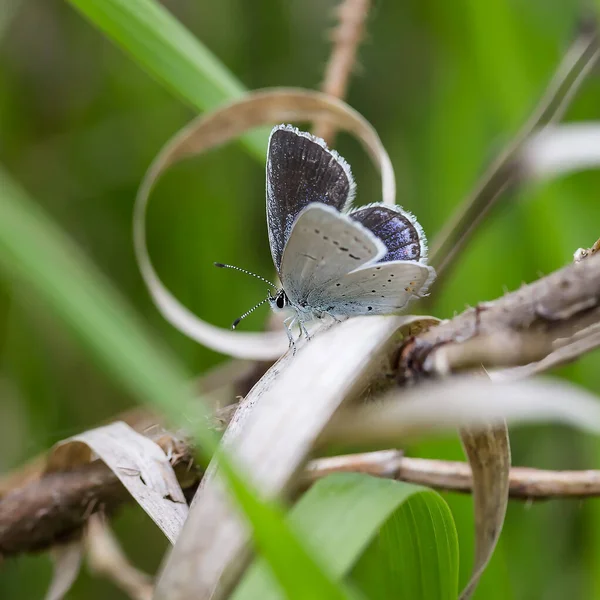 Kurumuş bir dalda güvercin kelebeği.