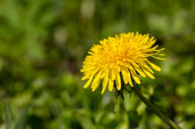 Çimlerin arasında çiçek açan karahindiba