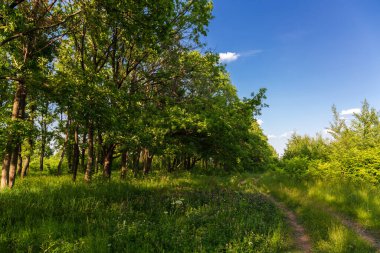 Ağaçlı ve kır yollu yaz manzarası