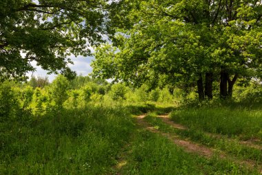 Yaz meşeleri arasındaki yol
