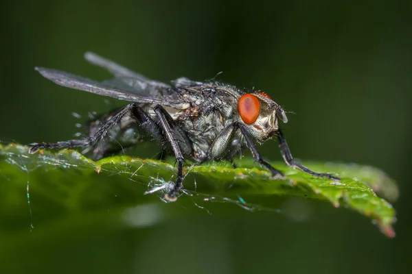 Yeşil yaprağın üzerinde büyük bir sinek.