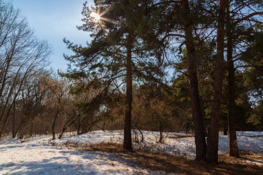 Baharda şehir parkında güneş ve çam ağaçları