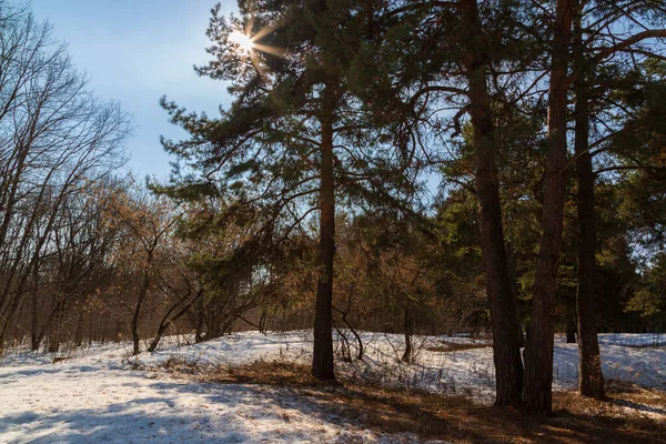 Baharda şehir parkında güneş ve çam ağaçları