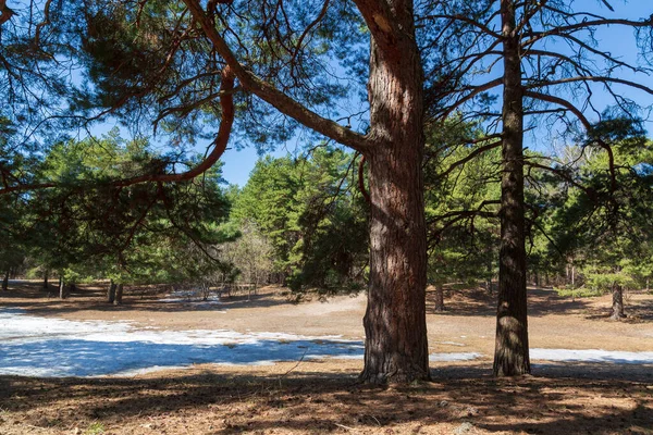 Şehir parkında bahar günü