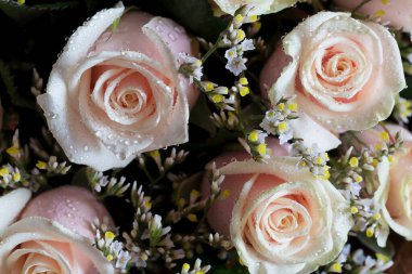 Krema gülleri buketin içinde, yakın plan.