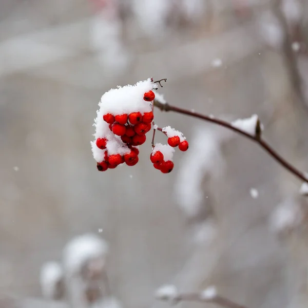 Ramo Rowan Com Bagas Sob Neve — Fotografia de Stock