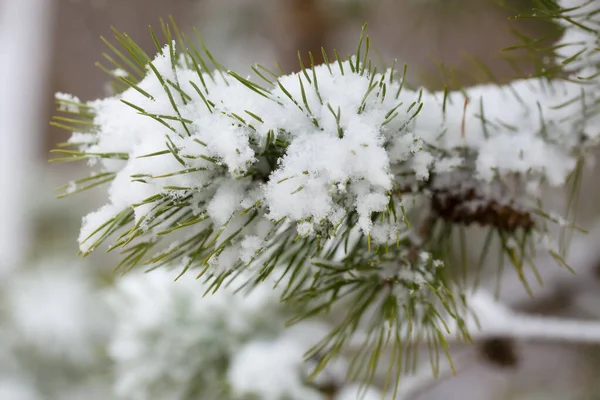 Karların Altındaki Bir Dalda Çam Iğneleri — Stok fotoğraf