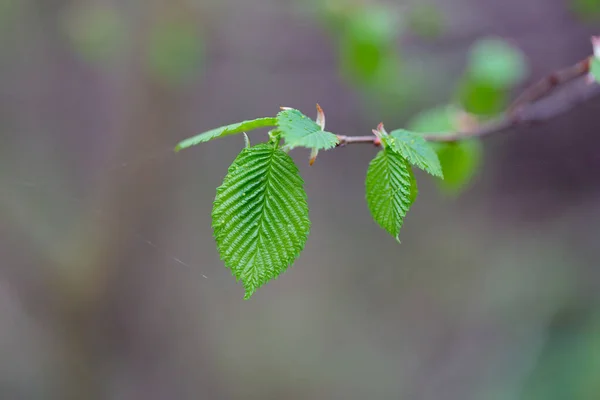 dal genç yeşil yaprakları