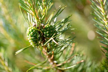 Genç kozalaklı çam dalları