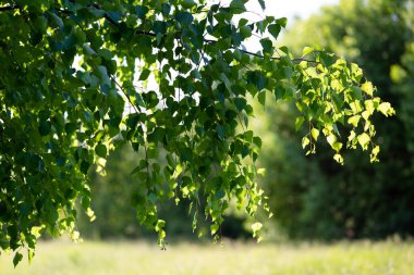 Ağaçta huş dalları asılı.