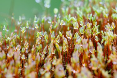 Su damlacıklarındaki yosun dünyası