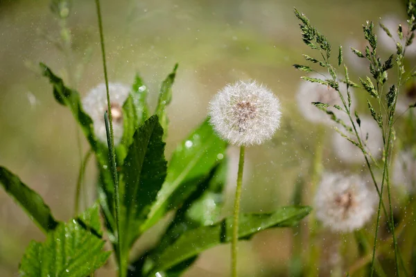 Diente León Esponjoso Bajo Rocío Del Agua — Foto de Stock