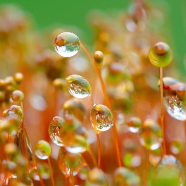 Dew drops on moss close-up clipart