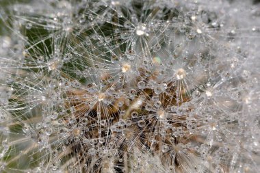 Su damlalarında karahindiba tüyü