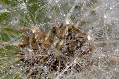 Su damlalarında Macro karahindiba