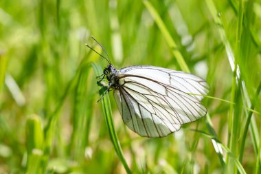 Beyaz bir kelebek çimlerin üzerinde oturuyor.