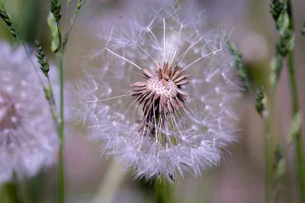 Çimlerin arasında dağınık bir karahindiba