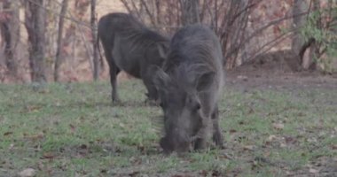 Afrika düzlüklerinde yaban domuzları otlar