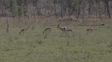 Antiloplar diğerinin yanında otluyor.