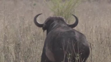 Bufalo kameradan kaçar ve arkasına bakar.