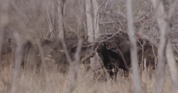 群れから1頭の水牛がカメラを見て — ストック動画