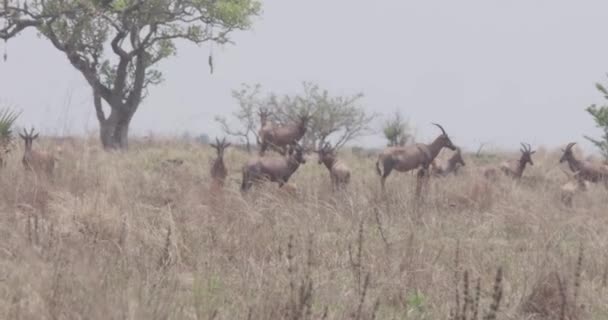 Stado Hartebeest Oddali Patrząc Kamerę — Wideo stockowe