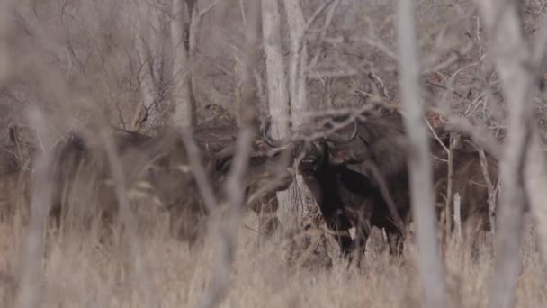 Ein Büffel Aus Der Herde Blickt Die Kamera — Stockvideo
