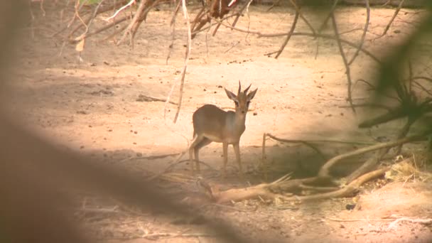 Dik Dik Weidet Unter Einem Baum — Stockvideo