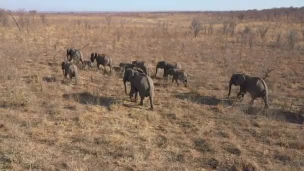 Manada Elefantes Migrando Vista Drone — Vídeo de Stock