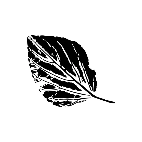 Empreinte Noire Feuille Plantain Feuillage Médicinal Naturel Avec Tracé Veiné — Image vectorielle