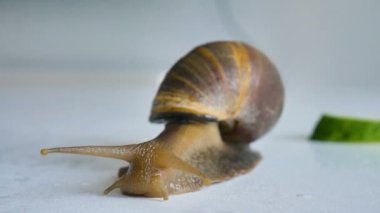 Büyük bir achatina salyangozu mutfaktaki beyaz masada salatalık ve yeşil marul ya da salata yiyor.