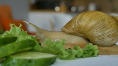 Büyük bir achatina salyangozu mutfaktaki beyaz masada salatalık ve yeşil marul ya da salata yiyor.