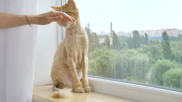 据法新社12月3日报道，经过夏天的整容和修剪后，毛皮被修剪过的猫正坐在窗台上 — 图库视频影像