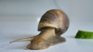 Büyük bir achatina salyangozu mutfaktaki beyaz masada salatalık ve yeşil marul ya da salata yiyor.