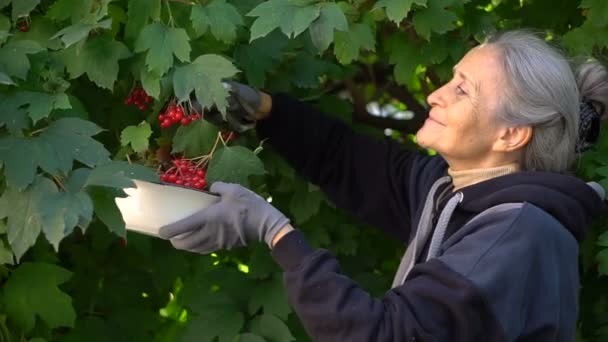 Heureuse belle femme âgée tient des baies rouges de rose guelder et les montrant dans le jardin près de l'arbre, retraite heureuse. — Video