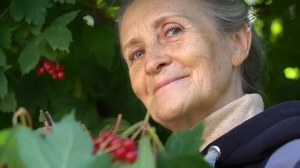 Happy beautiful senior woman is holding red berries of gelder rose and showing them in the garden near the tree, happy retirement. — стоковое видео