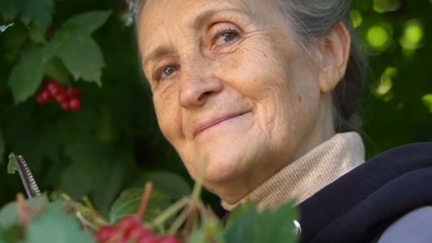 Ευτυχισμένη όμορφη ηλικιωμένη γυναίκα κρατά κόκκινα μούρα από το τριαντάφυλλο guelder και τους δείχνει στον κήπο κοντά στο δέντρο, ευτυχισμένη συνταξιοδότηση. — Αρχείο Βίντεο