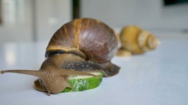 İki büyük achatina salyangozu mutfaktaki beyaz masada yeşil salatalık yiyorlar.