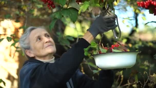 Šťastná krásná seniorka drží červené bobule guelder růže a ukazuje je v zahradě u stromu, šťastný odchod do důchodu. — Stock video