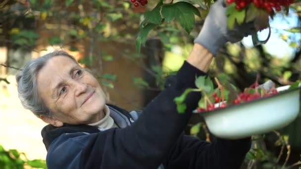 Feliz hermosa mujer mayor está sosteniendo bayas rojas de la rosa guelder y mostrándolos en el jardín cerca del árbol, feliz retiro. — Vídeos de Stock