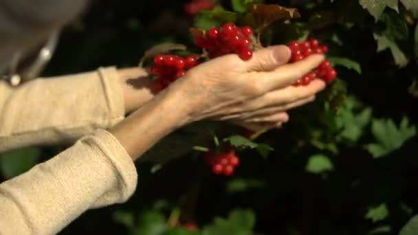 Vrouwelijke handen van oudere vrouwen houden rode bessen van guelder rose vast en tonen ze in de tuin bij de boom, gelukkig pensioen. — Stockvideo