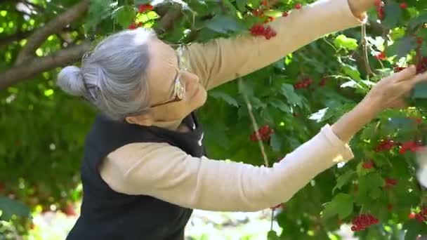 Boldog szép idős nő kezében vörös bogyók guelder rózsa vagy viburnum és bemutatja őket a kertben, közel a fa, boldog nyugdíjazást. — Stock videók